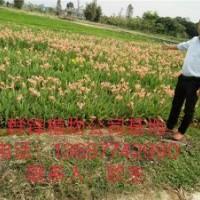 可供海南水生植物基地直銷｜海南哪里賣水生植物
