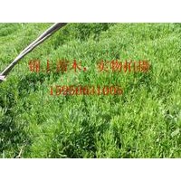 售松果菊、硫磺菊、宿根福綠考