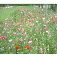 出售大花月季 進(jìn)口草籽 草花租擺，草坪起草機(jī)