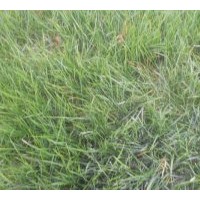 供應(yīng)馬尼拉草坪、狗牙根草坪