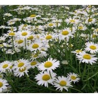 供應(yīng)北京菊，大濱菊，國慶菊，小菊，千頭菊