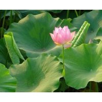 供應荷花，碗蓮，睡蓮，盆栽荷花