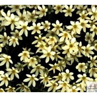 成都蔥蘭草花地被 工程地被苗