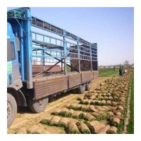 石家莊草坪供應(yīng) 草坪銷售價(jià)格