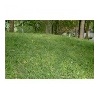 出售北京丹麥草