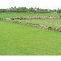 大量銷售草坪：天堂318（百慕大）、天堂419、高羊茅、馬尼拉、沙