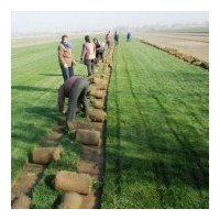 石家莊優(yōu)質(zhì)草坪和草坪卷銷售