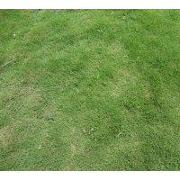供應(yīng)優(yōu)質(zhì)百慕大草坪