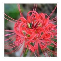 供應(yīng)石蒜 彼岸花