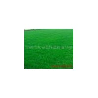 草坪基地//高羊茅草坪，四季青草坪，中華結(jié)縷草等草坪