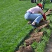 供應冷季型草坪--石家莊綠友草坪基地