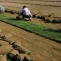 供應(yīng)冷季型早熟禾草坪13643314197