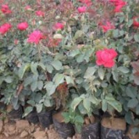 大量供應(yīng)，草花，宿根花卉，綠化苗木。