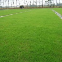 陽泉草坪-城草坪-礦草坪-郊草坪
