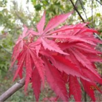 大量供應美國紅葉白蠟