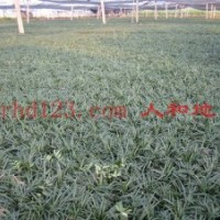 供應(yīng)玉龍草