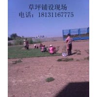 草坪廠家、草坪供應(yīng)商、四季青草坪價(jià)格