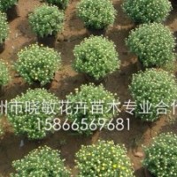 供應(yīng)草花國慶菊價格