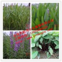 供應(yīng)水生植物千屈菜，推薦東莞懿鴻水生植物