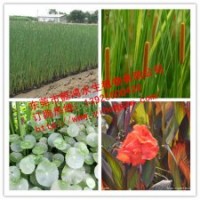 供應(yīng)水生植物銅錢草，推薦懿鴻水生植物