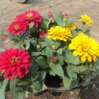 百日草批發(fā) 山東百日草價格 青州百日草基地