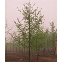 邳州12公分銀杏樹價(jià)格,銀杏樹價(jià)格,銘園銀杏(圖)