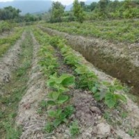 獼猴桃苗價格、北京獼猴桃苗、旭昇園藝場(多圖)