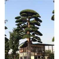 海南造型大羅漢松、造型大羅漢松、羅漢松苗木場(多圖)