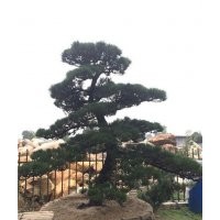 上海造型大羅漢松_造型大羅漢松_羅漢松苗木場(查看)