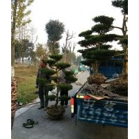 小葉黃楊,黃楊,永安苗圃場(查看)