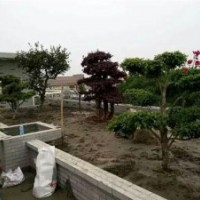 北海道黃楊|黃楊|永安苗圃場(圖)