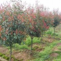 宿遷法國(guó)冬青|宿遷四秀苗木有限公司(在線咨詢)|法國(guó)冬青樹(shù)苗