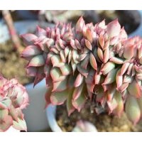 家庭花卉、莊河市花卉、綠馨花卉(圖)