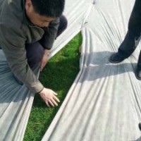 石家莊早熟禾草坪