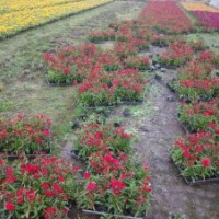 江西草花售價(jià)南昌草花品種，哪里有草花賣？雞冠花三色堇供應(yīng)商