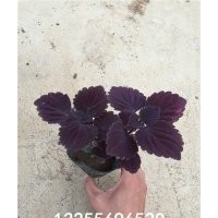 彩葉照片 彩葉價(jià)格 彩葉種植基地 彩葉批發(fā)價(jià)格