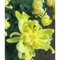 九月菊基地 九月菊品種大全 九月菊價(jià)格 九月菊照片 供應(yīng)九月菊