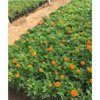 孔雀草批發(fā) 山東孔雀草基地 孔雀草圖片 孔雀草有幾個(gè)顏色供應(yīng)孔