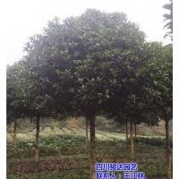 雅安桂花樹(shù)種植場(chǎng),自貢桂花樹(shù),駿達(dá)園藝(查看)