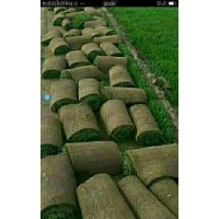 草坪供應(yīng)