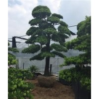 羅漢松,萬達(dá)苗圃,10公分羅漢松