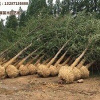 綠萌銀杏|銀杏樹|12公分銀杏樹的價格