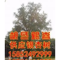 銀杏樹苗、胡氏銀杏、銀杏樹苗的行情