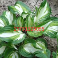 哪里有花葉玉簪貨源?