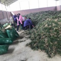 細(xì)葉麥冬草大量供應(yīng)中~梅雨季節(jié)~貨源充足~麥冬草