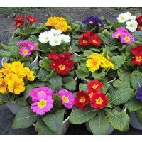 供應(yīng)報(bào)春花 大量批發(fā)報(bào)春花