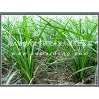 四川麥冬基地，批發(fā)優(yōu)質(zhì)綠化麥冬