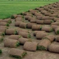 常年供應早熟禾綠化用草坪