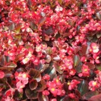 秦皇島四季海棠、孔雀草、一串紅