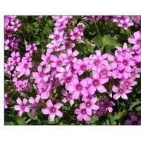 蝴蝶蘭，紅花草，蔥蘭，麥冬，玉簪，鳶尾，萱草，蘆葦，菖蒲等草